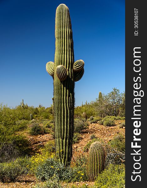 Desert in Bloom