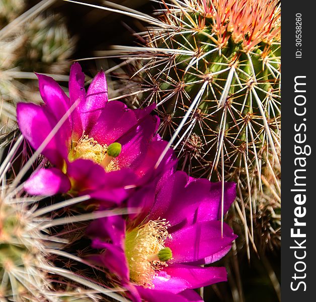 A cactus flower in Tonto National Forest, Arizona