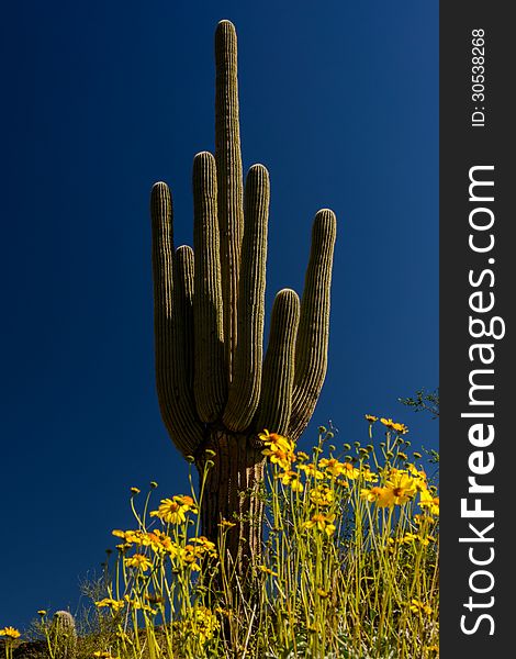 Desert in Bloom