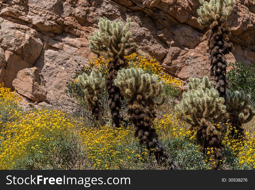 Desert in Bloom