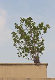 Small Banyan Tree On The Wall Stock Photos Small Banyan Tree On The Wall Stock Photos