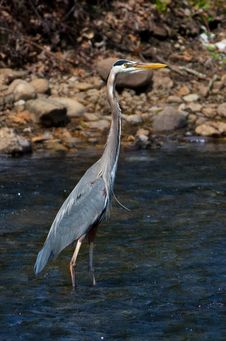 Great Blue Heron Stock Photo