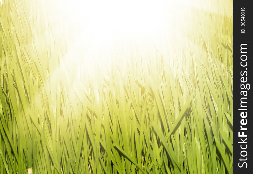 Green Grass Background Over Bright Sun, Copyspace. Green Grass Background Over Bright Sun, Copyspace