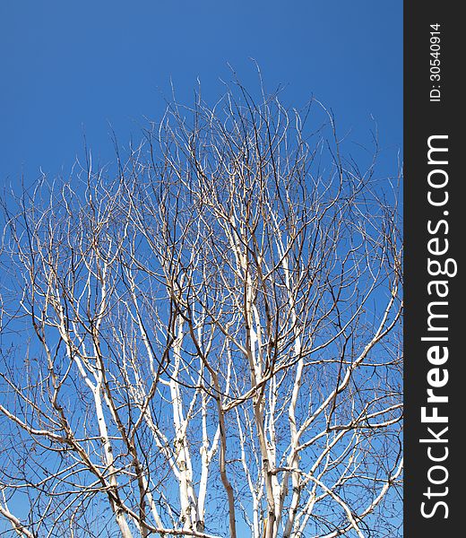 Birch Tree in Springtime Over Clear Blue Sky