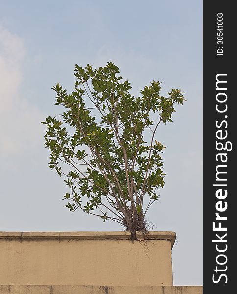 Photograph from a building terrace to show the capable of Banyan tree in misplace growing. Photograph from a building terrace to show the capable of Banyan tree in misplace growing.