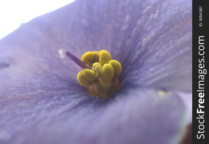 Flowering pot room violet close up