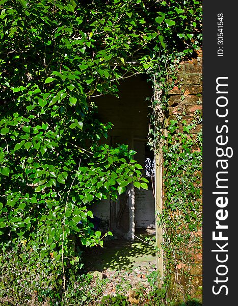 Overgrown Doors of the abandoned. Overgrown Doors of the abandoned