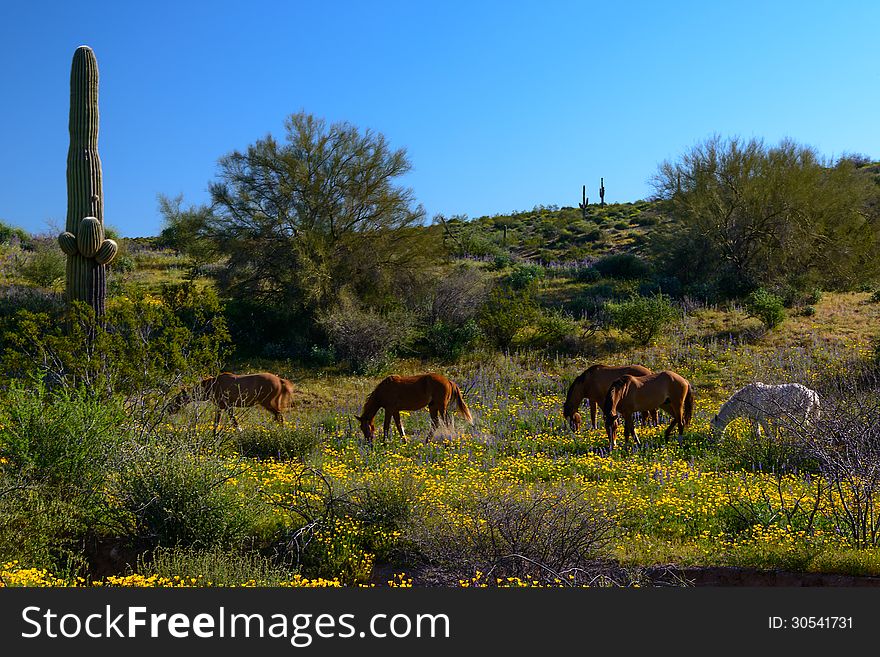 Wild Mustangs in Tonto National Forest, Arizona during the spring while the desert is in bloom. Wild Mustangs in Tonto National Forest, Arizona during the spring while the desert is in bloom