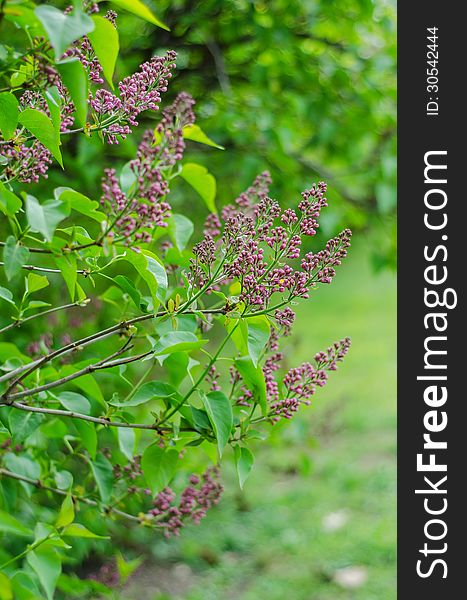 Lilac branches with leaves and flowers. Lilac branches with leaves and flowers