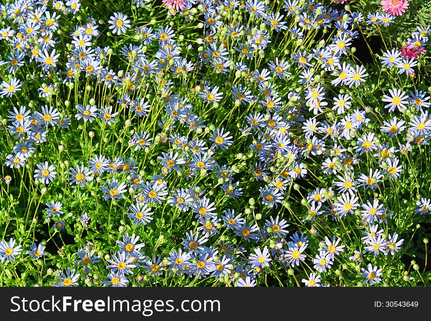 Violet Daisies in the summer meadow. Violet Daisies in the summer meadow