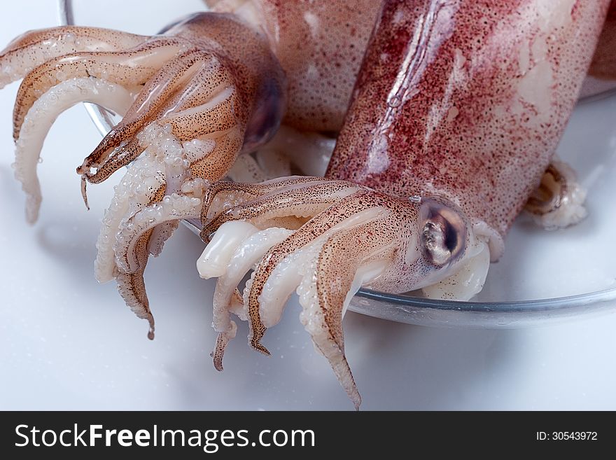 Squid, shellfish used in Italian cuisine Mediterranean dishes with pasta, rice or second dishes