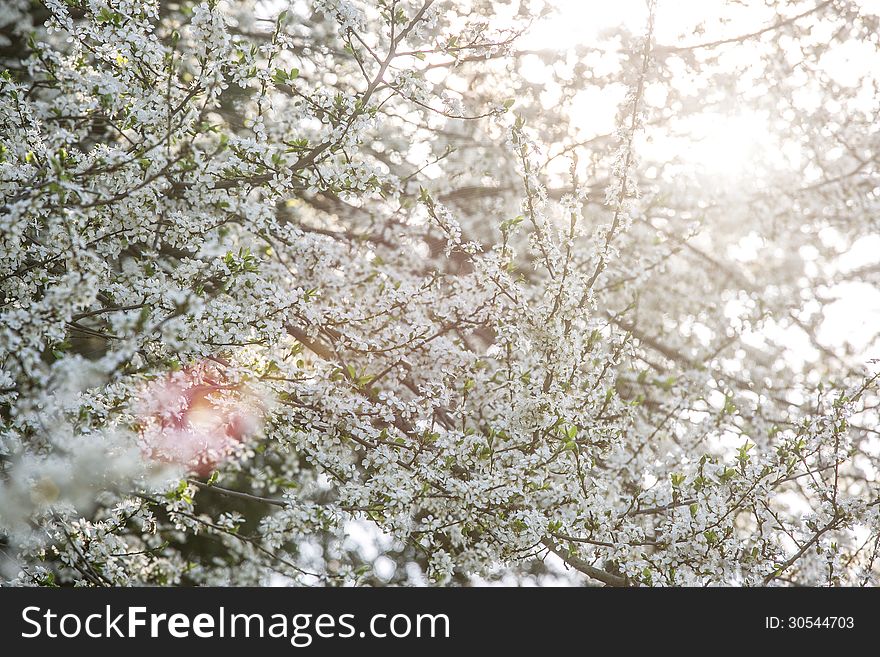White ree in a forest at spring time. White ree in a forest at spring time