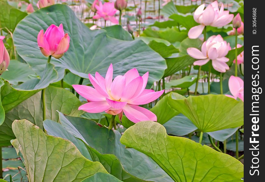 Plantation lotus in a pond. Plantation lotus in a pond