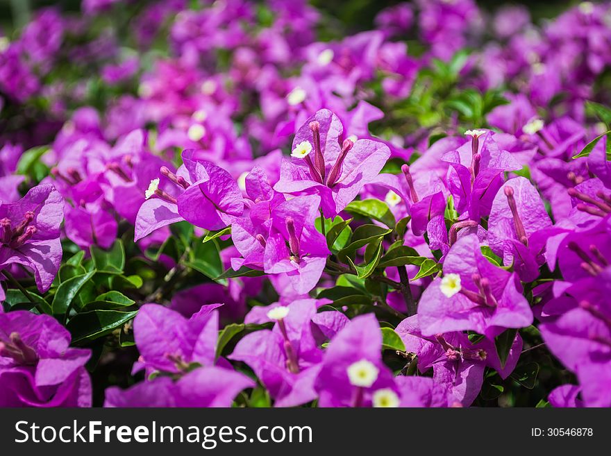 Bougainvillea or paper flower is a kind of tropical plant