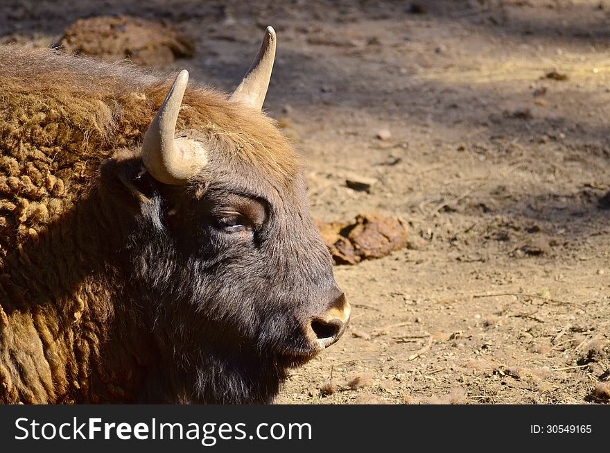 European bison is the largest land animal in Europe and is also called the European bison. The male weighs 800 to 1,000 kg, females 500-600 kg. Lying at rest scouting. European bison is the largest land animal in Europe and is also called the European bison. The male weighs 800 to 1,000 kg, females 500-600 kg. Lying at rest scouting