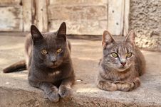 Two Cats Near An Abandoned House Royalty Free Stock Image Two Cats Near An Abandoned House Royalty Free Stock Image