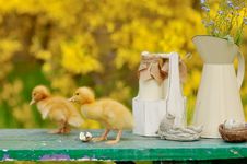 Yellow Ducklings Stock Images Yellow Ducklings Stock Images