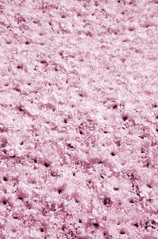 Pink Blossomed Chrysanthemums Royalty Free Stock Photography Pink Blossomed Chrysanthemums Royalty Free Stock Photography