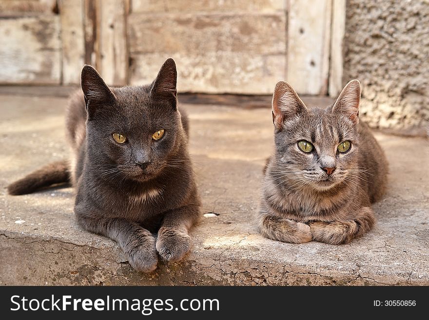 Two Cats Near An Abandoned House