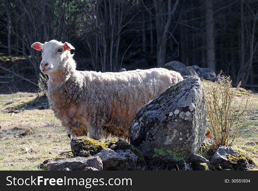 Swedish sheep on rocky spring field. Swedish sheep on rocky spring field