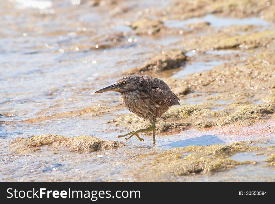 Sandpiper on the sea shore