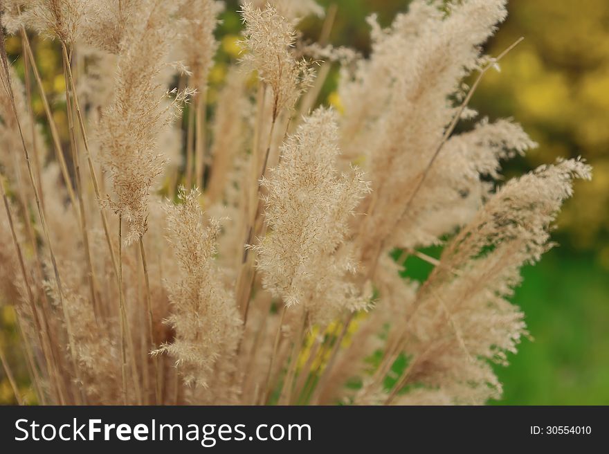 Close-up of fluffy dry grass on a background of green grass. Close-up of fluffy dry grass on a background of green grass