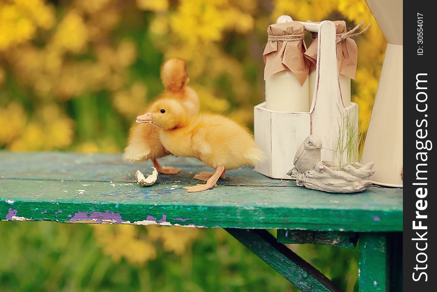 On a yellow background fluffy ducklings on a green bench. On a yellow background fluffy ducklings on a green bench