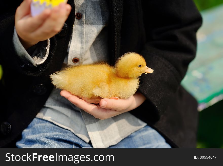 Little yellow duckling sitting in the hands of a child. Little yellow duckling sitting in the hands of a child