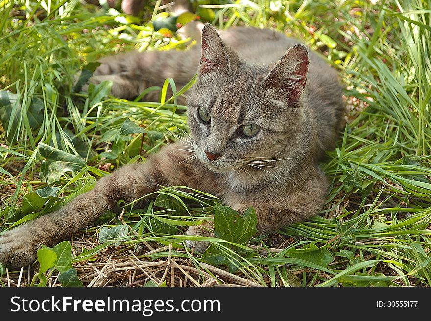 Cat on the green grass