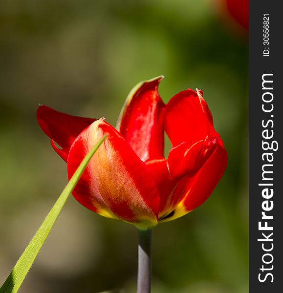 Very nice red tulip in a garden
