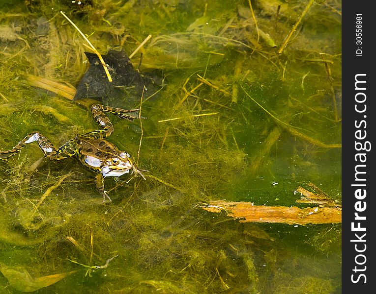 Detail of a frog in water