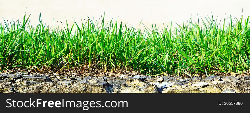 Grass growing out of stone