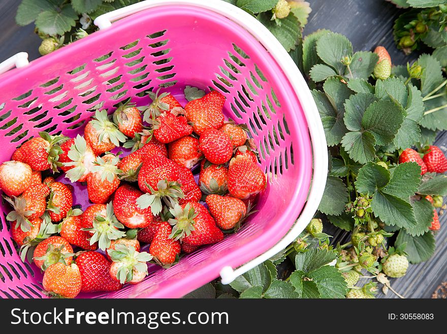 Basket of fresh strawberries in the field. Basket of fresh strawberries in the field