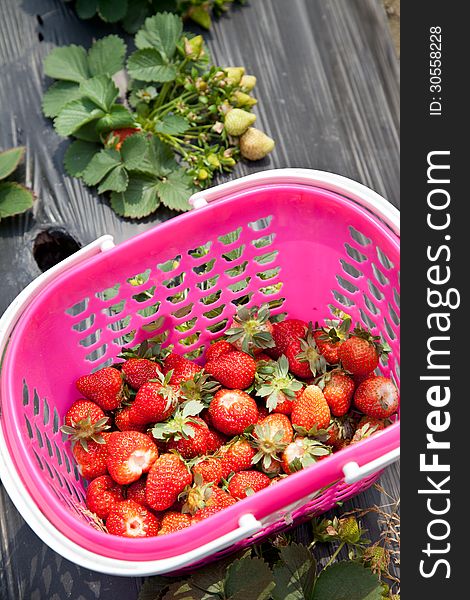 Basket of fresh strawberries in the field. Basket of fresh strawberries in the field