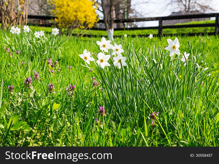 Wild narcissus in grass