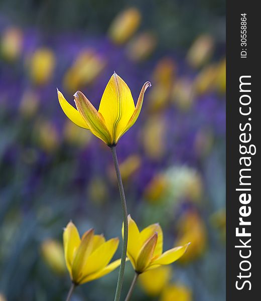 Wild yellow tulips on meadow. Wild yellow tulips on meadow