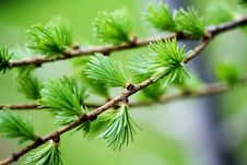Spruce Branch Stock Photography