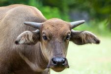 Buffalo Stock Photos