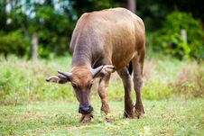 Buffalo Royalty Free Stock Photography