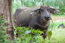 Buffalo Royalty Free Stock Photos