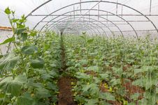 Pumpkin In Greenhouse Royalty Free Stock Images Pumpkin In Greenhouse Royalty Free Stock Images