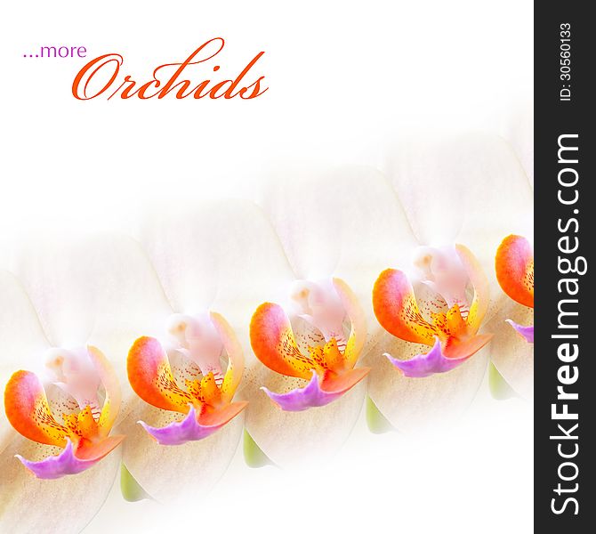 Collage: a row of orchid on white background. Collage: a row of orchid on white background