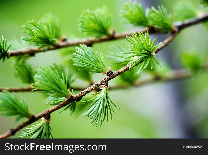 Young spruce branch macro with a green blur background
