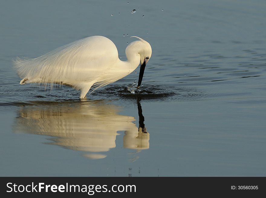 This white heron is trying to catch a little fish. This white heron is trying to catch a little fish.