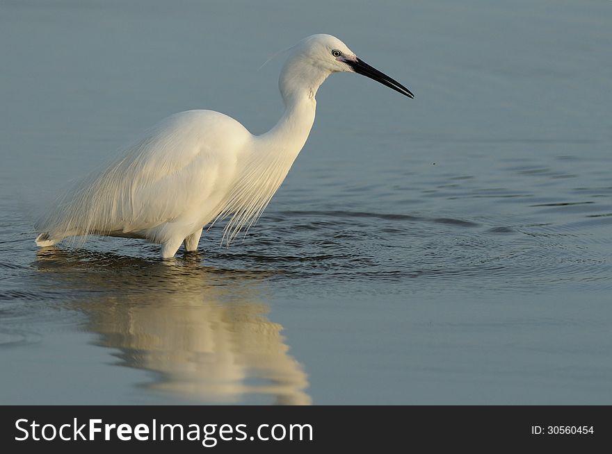 Little Egret &x28;Egretta Garzetta&x29;