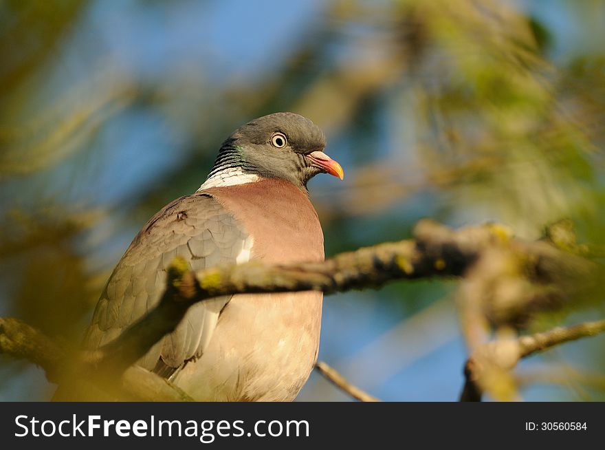 Common Wood Pigeon &x28;Columba Palumbus&x29;