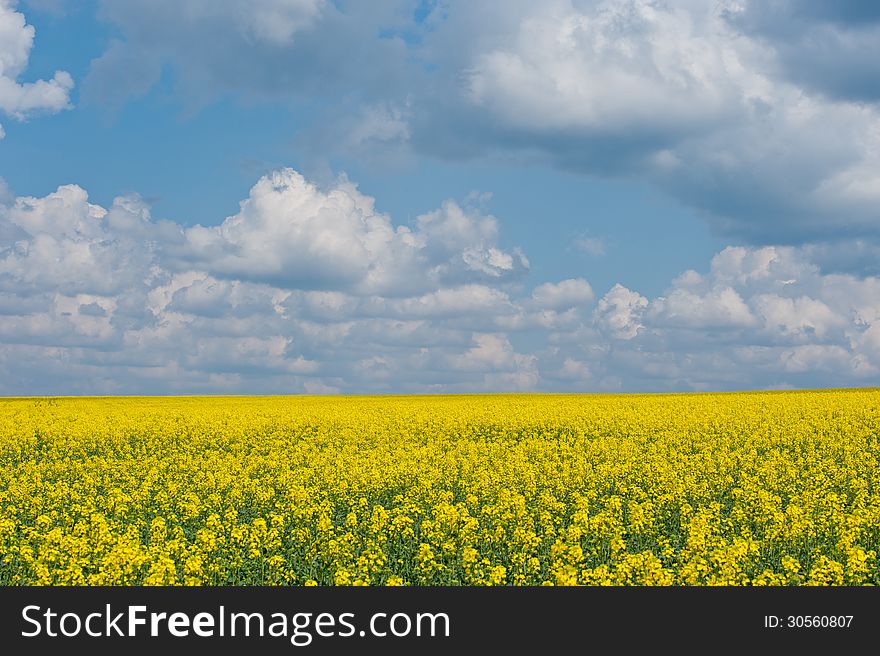 Blossoming field and the sky