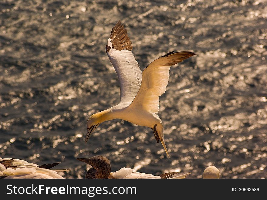 Helgoland - German Island In The North Sea