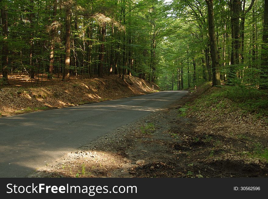 The photograph shows afaltowÄ… road running through the leafy, green beech forest. The photograph shows afaltowÄ… road running through the leafy, green beech forest.