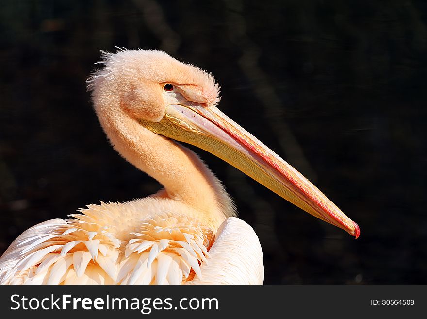 Detail of white pelican beautiful bird. Detail of white pelican beautiful bird